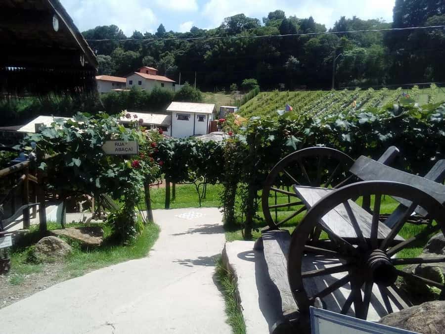 From São Paulo: São Roque Wineries Route and Tasting of Wine - Who should book this São Roque wine tour?