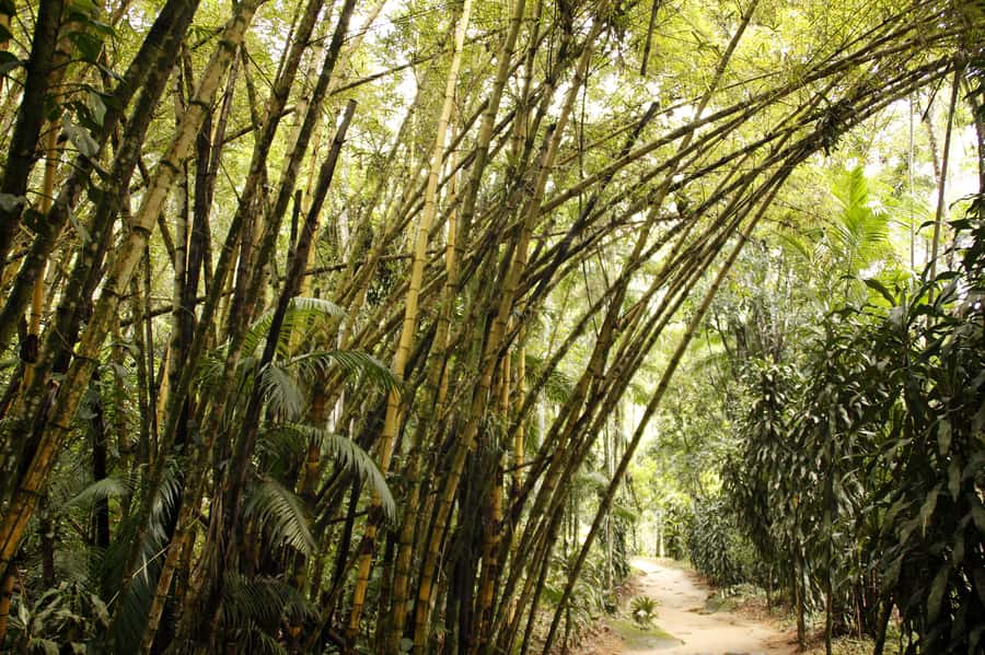 Full-Day Jungle Jeep Waterfall and Cachaça Distillery Tour - Why This Six-Hour Jeep Trip Works