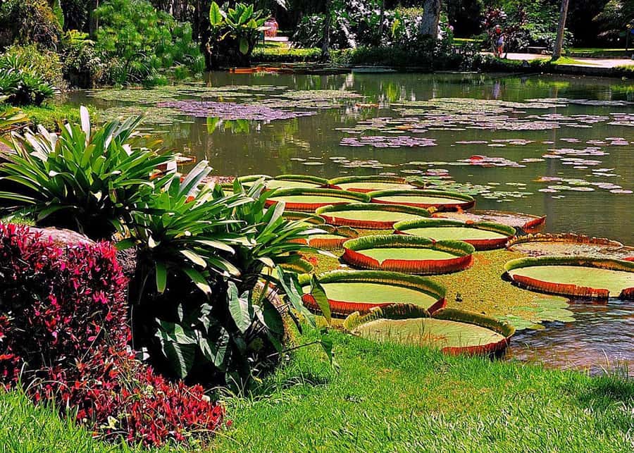 Green Rio: Guided Tour of Botanical Garden and Lage Park - Moving from formal gardens to Parque Lage