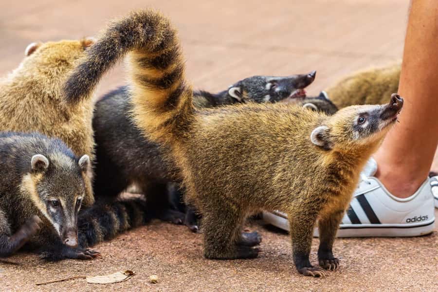 Iguassu Falls: Guided Tour & Macuco Safari on Pontoon Boats - Should you book the Iguassu Falls Macuco Safari?