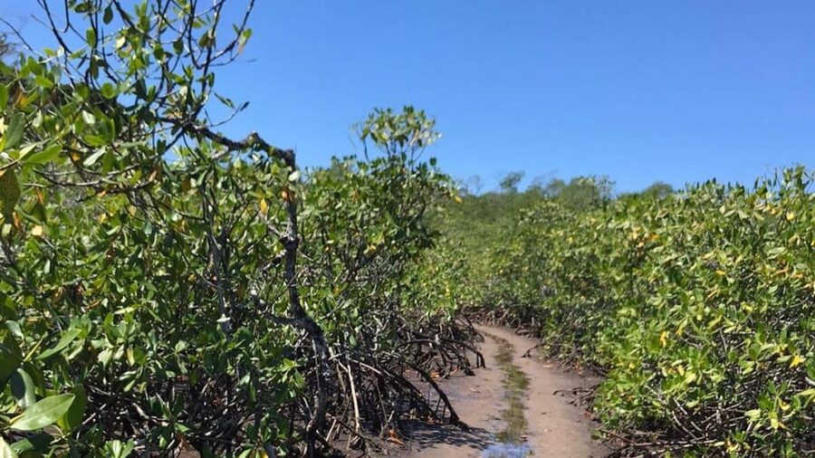 Itacare: Jeribucaçu Trail and Usina Waterfall - The 45-minute walk through Atlantic Forest and mangroves
