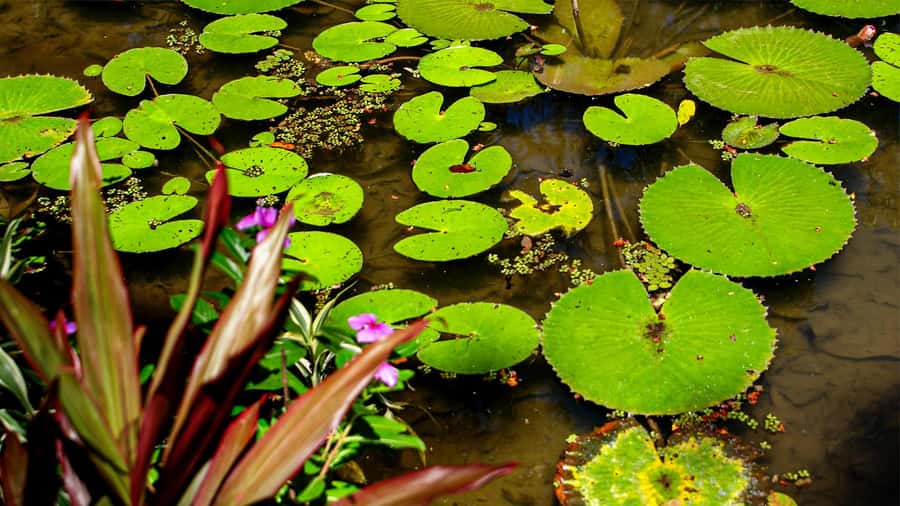 Jeep'n'Green: Rio Botanical Garden & Tijuca Rainforest Tour - Four hours, pickup details, and guide languages