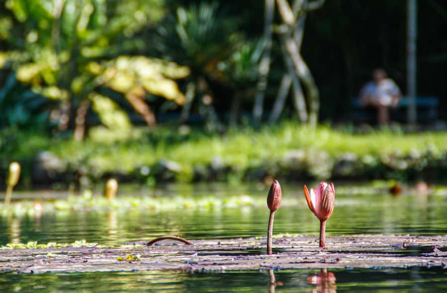 Jeep'n'Green: Rio Botanical Garden & Tijuca Rainforest Tour - The pink Mayrink Chapel in the forest