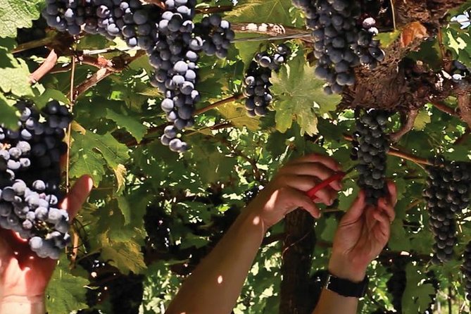 Jolimont Winery Tour - Visitation and Tasting - Canela RS - From harvest to bottle, with one important change