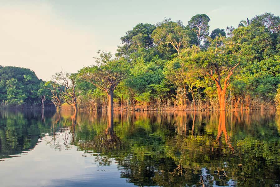 Manaus: Amazon Jungle Half-Day Walking Tour - Key points to know before you book