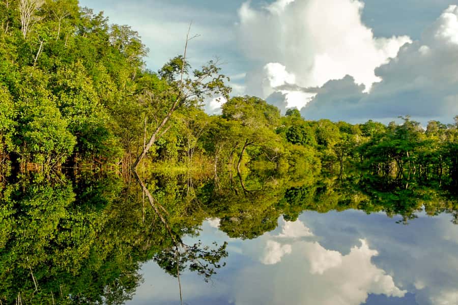 Manaus: Amazon Jungle Half-Day Walking Tour - Wildlife: look closely, but keep expectations sensible