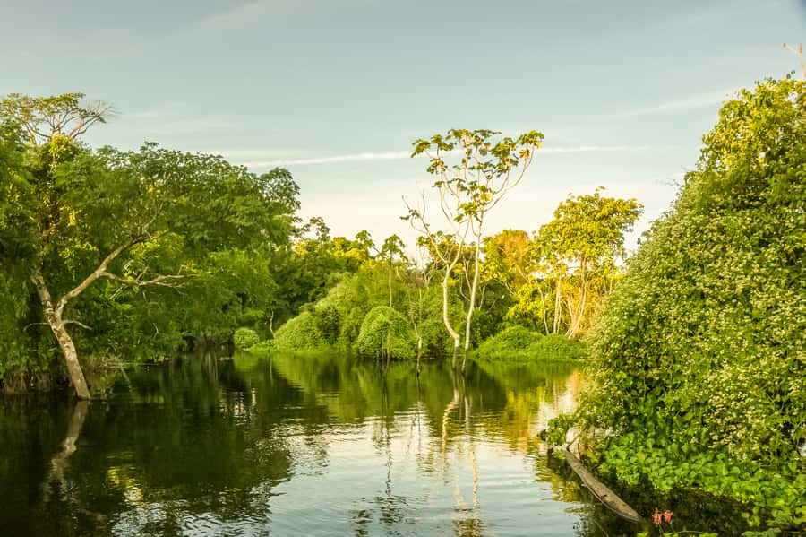 Manaus: Amazon Jungle Half-Day Walking Tour - The river adds more than transportation