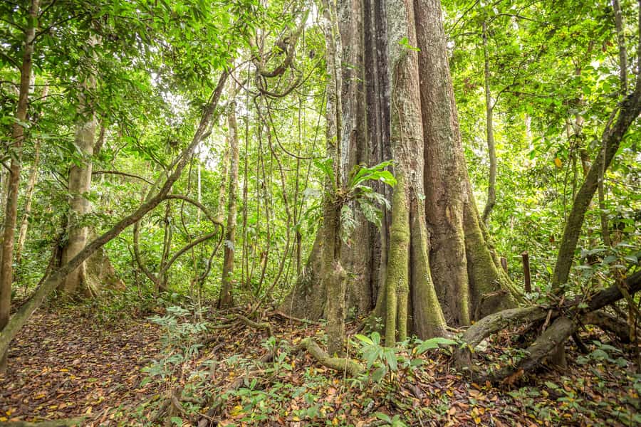 Manaus: Amazon Jungle Half-Day Walking Tour - Lunch and the human side of the outing