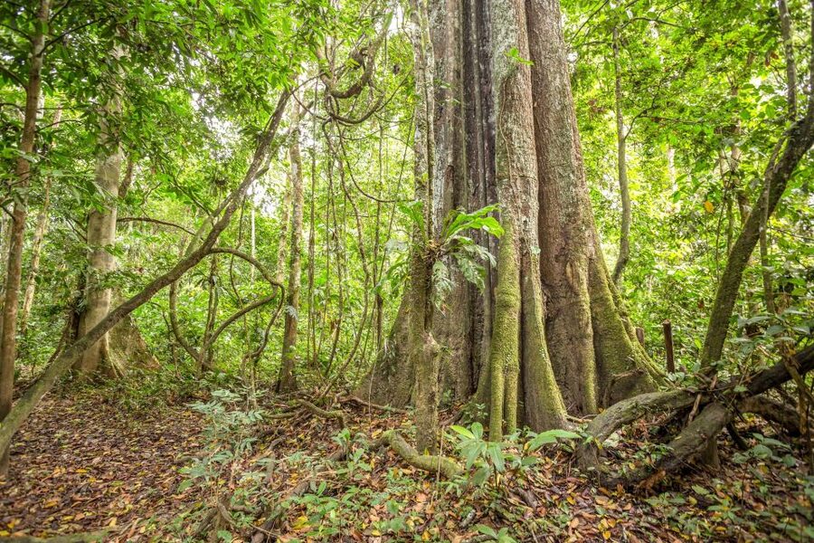 Manaus: Amazon Jungle Half-Day Walking Tour - What the four-hour schedule really means
