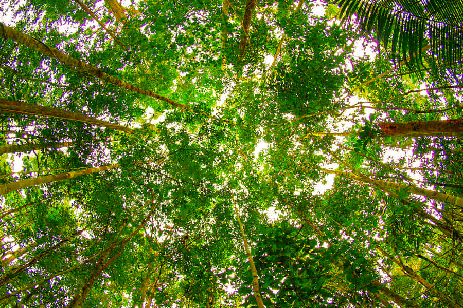 Manaus: Amazon Jungle Half-Day Walking Tour - A forest walk built around plants and survival