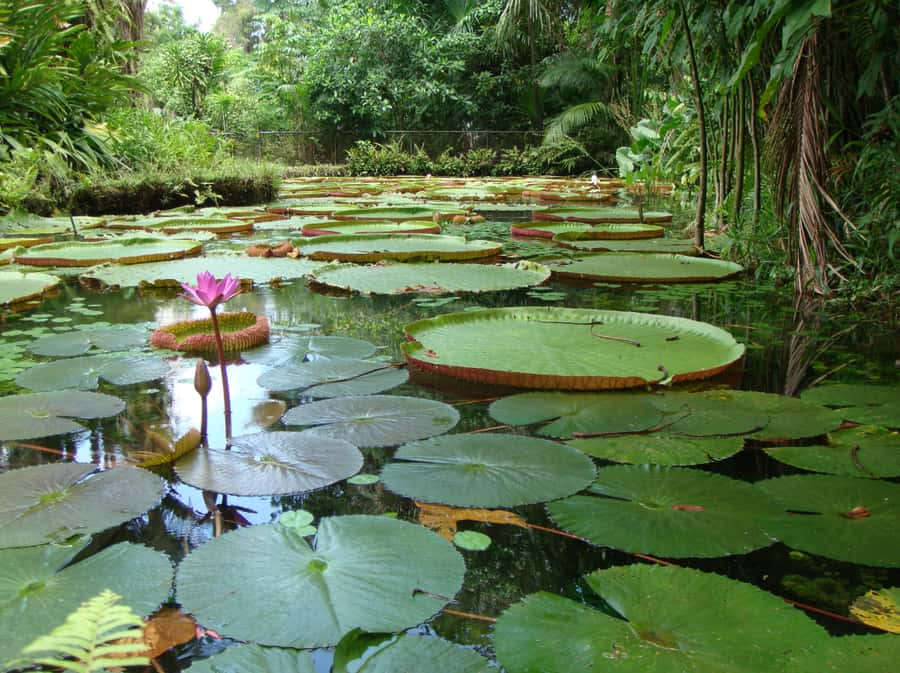 Manaus: Full-Day Tour on the Amazon River - Practical advice for a smoother day