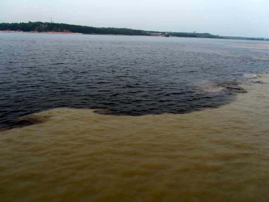 Manaus: Meeting of the Waters & Pink Dolphin Tour with Lunch - Key points to know before booking