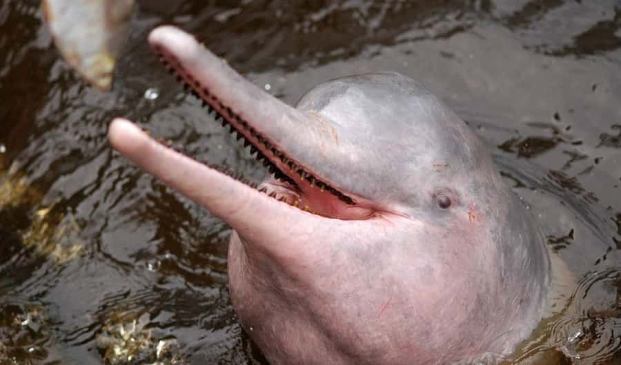 Manaus: Meeting of the Waters & Pink Dolphin Tour with Lunch - The Meeting of the Waters near Manaus
