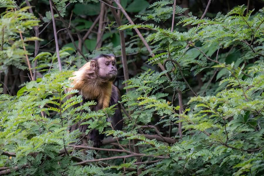 Manaus: Multi-Day Amazon Survival Trip with Camping - Who will enjoy this Amazon survival trip most