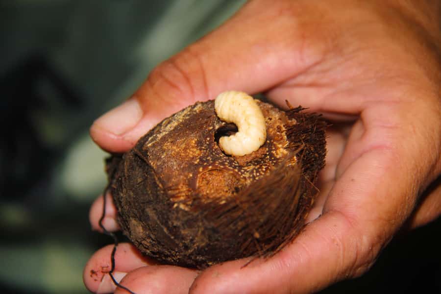 Manaus: Multi-Day Amazon Survival Trip with Camping - Canoes, flooded forest, and the piranha outing