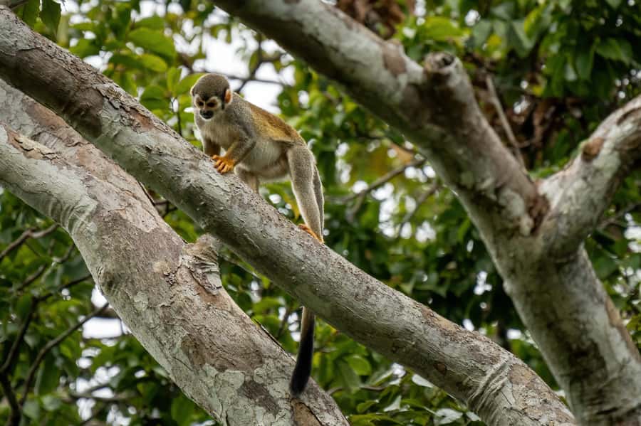 Manaus: Multi-Day Amazon Survival Trip with Camping - Choosing between the three-day, four-day, and five-day schedules