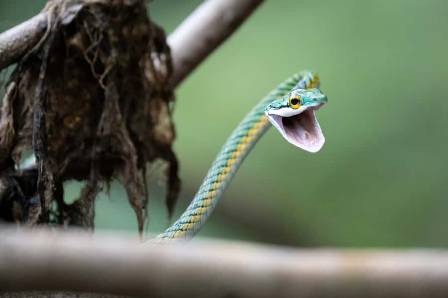 Manaus: Multi-Day Amazon Survival Trip with Camping - Your first night begins with a jungle camp