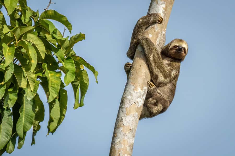 Manaus: Multi-Day Amazon Trip at Tapiri Floating Lodge - Key points to know before you book