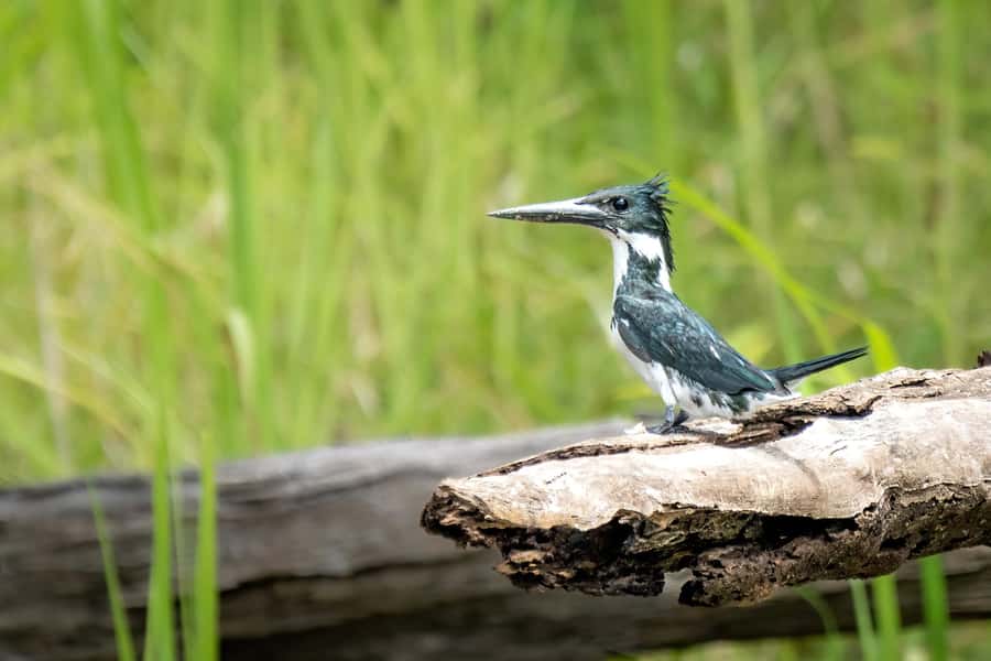 Manaus: Multi-Day Amazon Trip at Tapiri Floating Lodge - Guides, Group Size, and the Human Side of the Trip