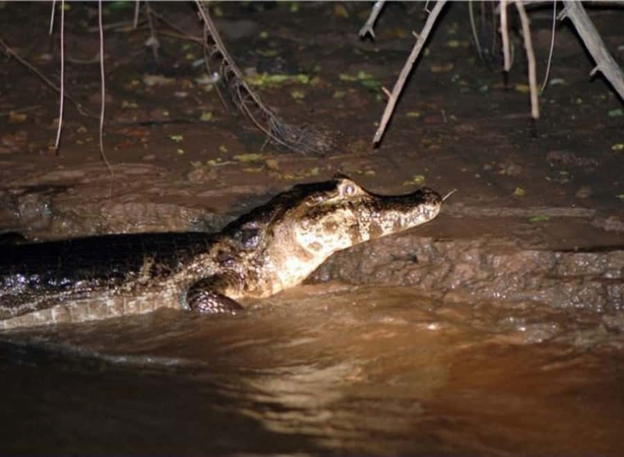 Manaus: Piranha Fishing and Alligator Watch Evening Tour - When the river turns dark