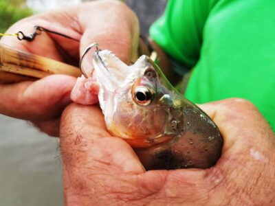 Piranha Fishing and Alligator Watch Evening Tour