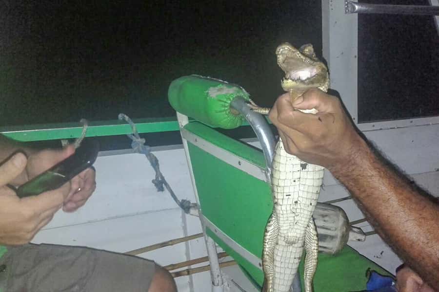 Manaus: Piranha Fishing and Alligator Watch Evening Tour - Practical packing and preparation