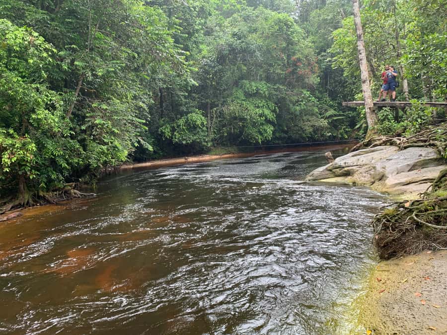 Manaus: Presidente Figueiredo Caves and Waterfalls Tour - The Guide Makes the Difference