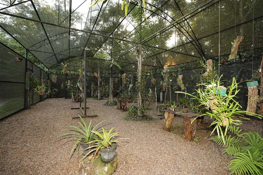 Manaus : Visit to MUSA (Amazon Museum) - Key points to know before booking