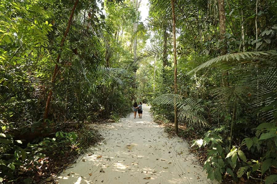 Manaus : Visit to MUSA (Amazon Museum) - Forest trails reveal the value of a guide