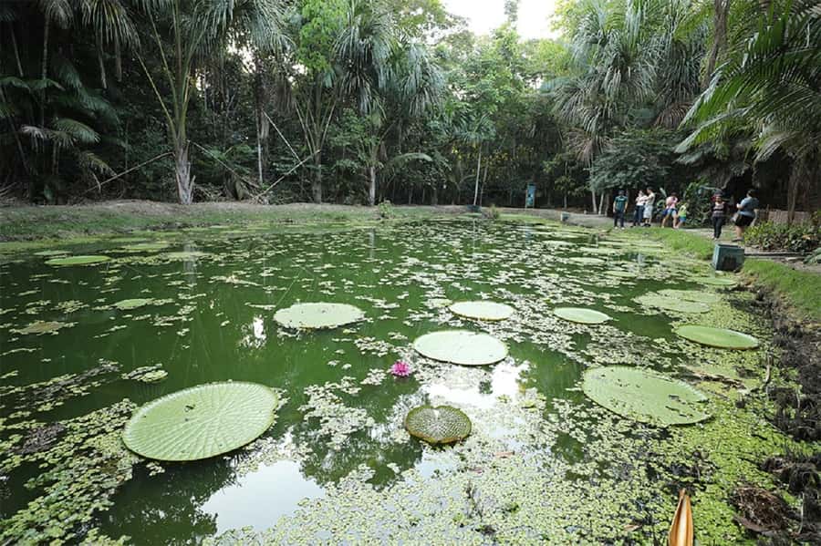 Manaus : Visit to MUSA (Amazon Museum) - Exhibitions connect people, plants and habitats