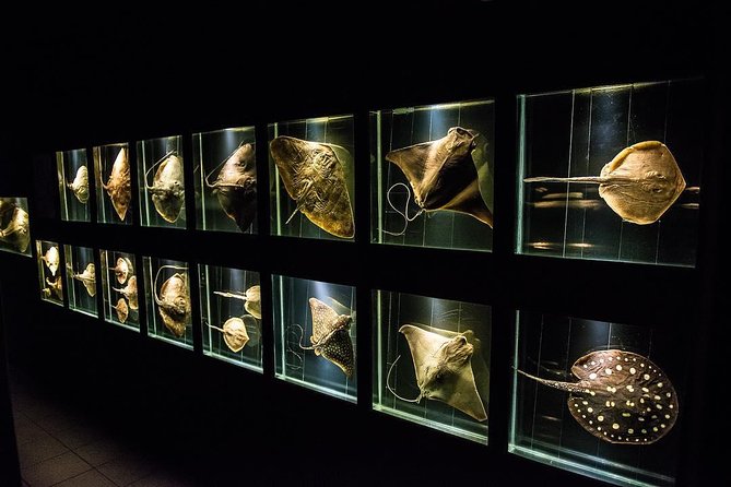 Official Ticket: Oceanographic Museum Univali - Piçarras - SC - Starting with fossils, voyages, and ocean exploration