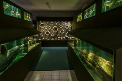 Official Ticket: Oceanographic Museum Univali – Piçarras – SC