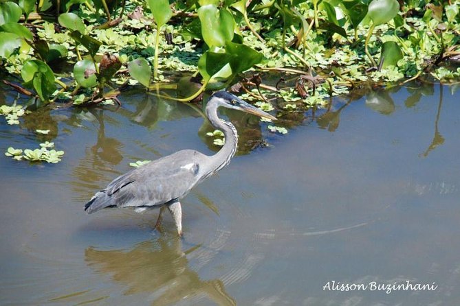 Pantanal Day Trip - All Inclusive - Leaving Campo Grande - The truck safari through fields and native reserve