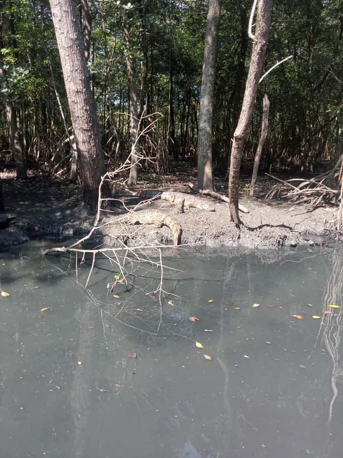 Pantanal of Rio de Janeiro - What the R$60 boat fee means for value