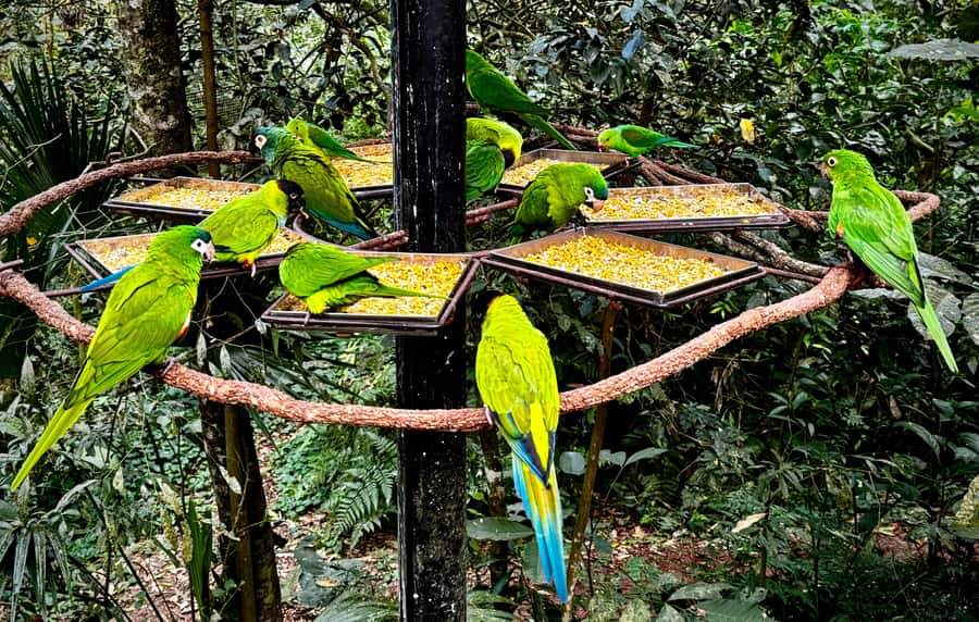 Paraguay + Argentina + Brazil Top Highlights - Bird Park adds a welcome change of pace
