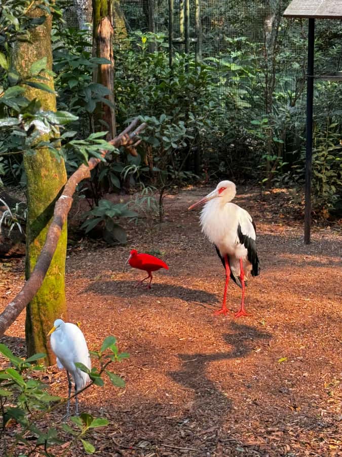 Paraguay + Argentina + Brazil Top Highlights - Ciudad del Este and the Triple Frontier