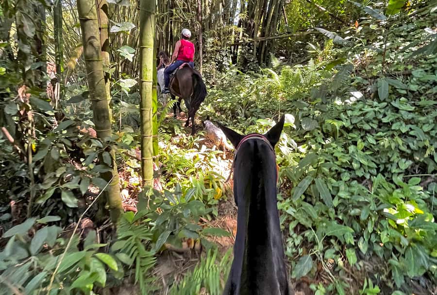 Paraty: 3-Hour Rainforest Horseback Ride - Forest trails, open plains, and Atlantic Forest views