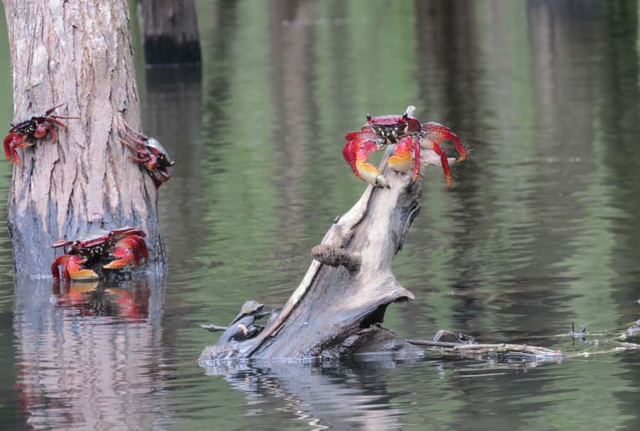Paraty Bay: Half-Day Mangroves and Beaches Tour by Kayak - Key points at a glance