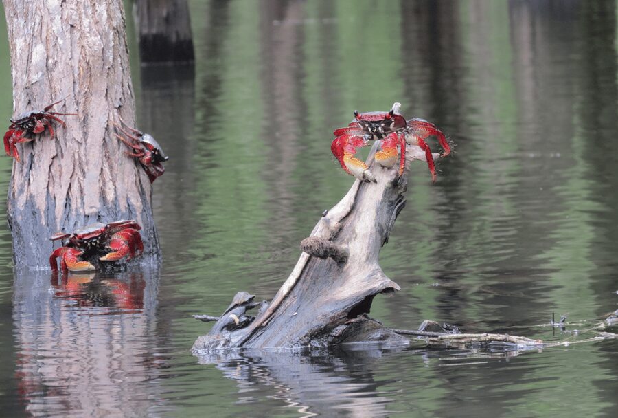 Paraty Bay: Half-Day Mangroves and Beaches Tour by Kayak - Practical details before you go