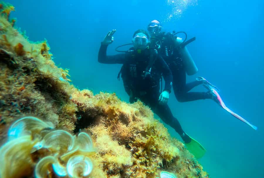 Paraty: Discovery Scuba Diving Experience for Beginners - Who should book this experience
