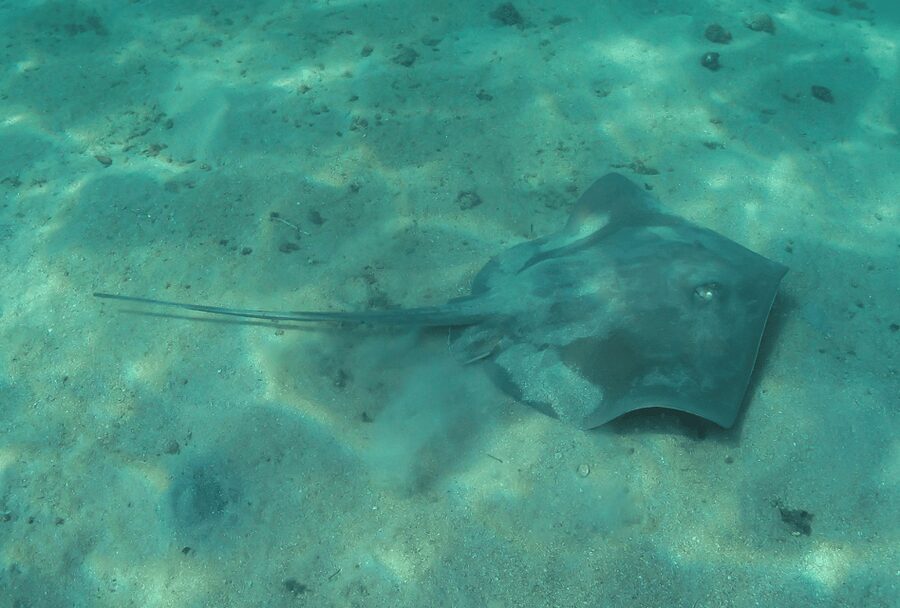Paraty: Discovery Scuba Diving Experience for Beginners - Staff support and language
