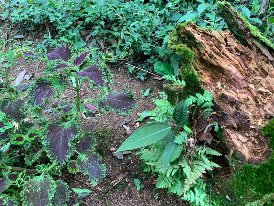 Paraty: Gold Trail Rainforest Hiking Tour - Who will enjoy this hike most