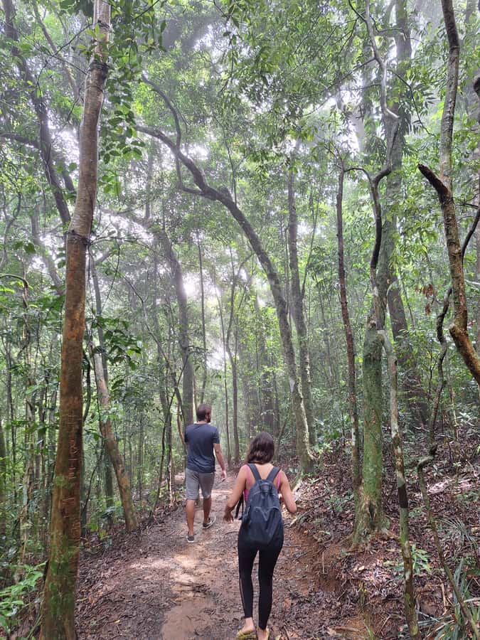 Pedra Bonita Trail: The easiest trail with a beautiful view of Rio - A small introduction to Tijuca Forest
