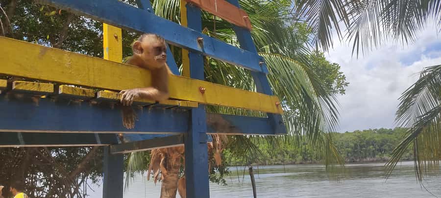 Preguicas River Speedboat Tour - Vassouras and the entertaining monkeys