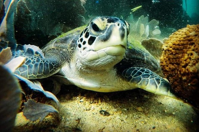 Private Program for Accredited Diver in Búzios - What the private format changes