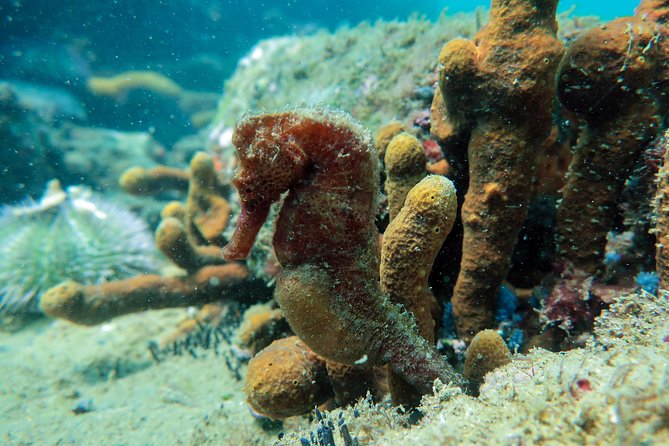 Private Program for Accredited Diver in Búzios - What is not included