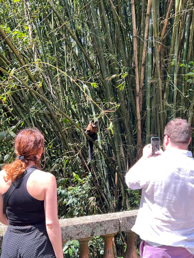 Private Tijuca Forest & Botanical Garden Guided Tour - Why this Rio nature tour works