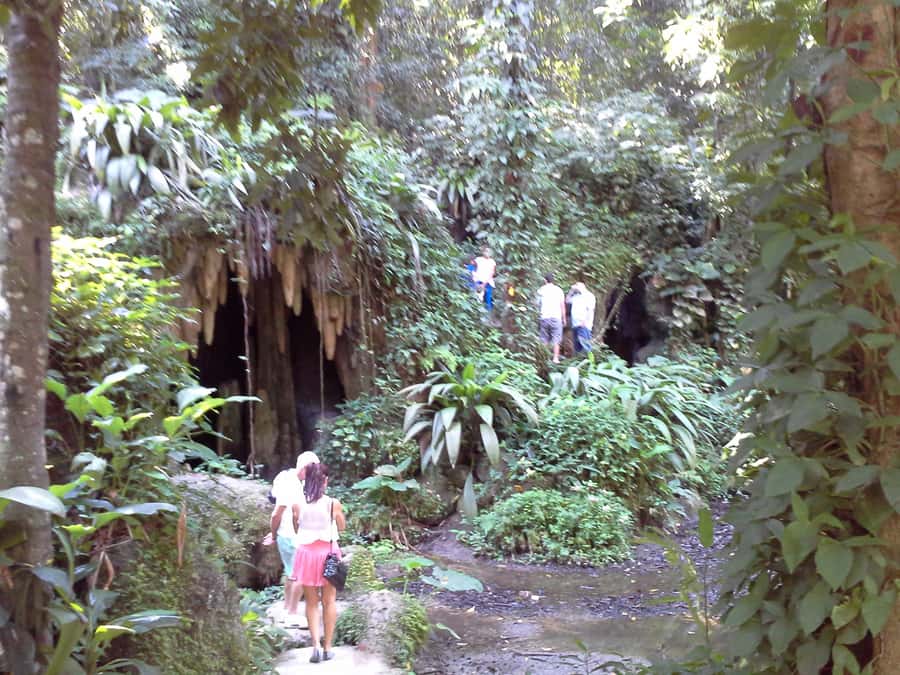Private Tijuca Forest & Botanical Garden Guided Tour - Moving from wild forest to Botanical Garden