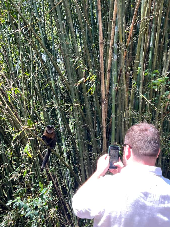 Private Tijuca Forest & Botanical Garden Guided Tour - What the private transport changes