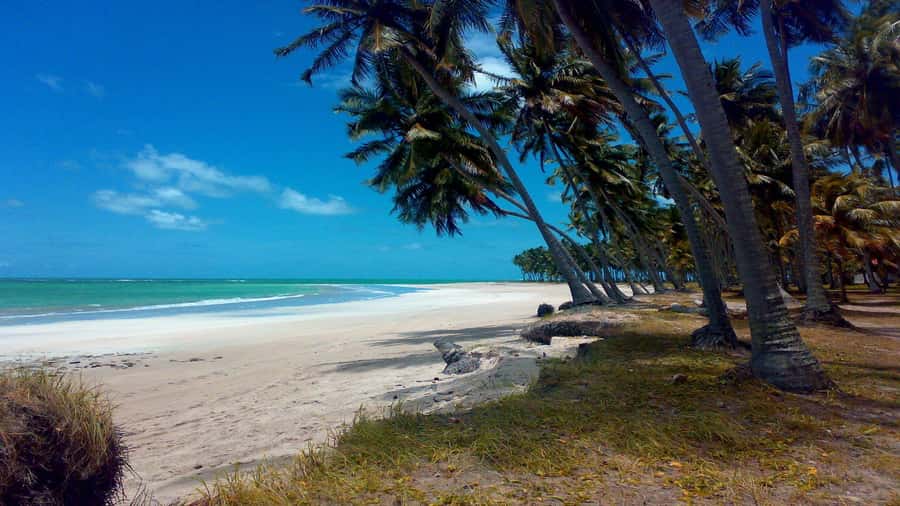 Recife: Tour to Carneiros with Catamaran Ride - Why Carneiros makes a worthwhile day trip from Recife